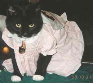 Mittens in a dress on Halloween